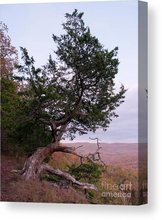Landscape Photography Canvas Print featuring the photograph Ancient Tree #1 by David Waldrop