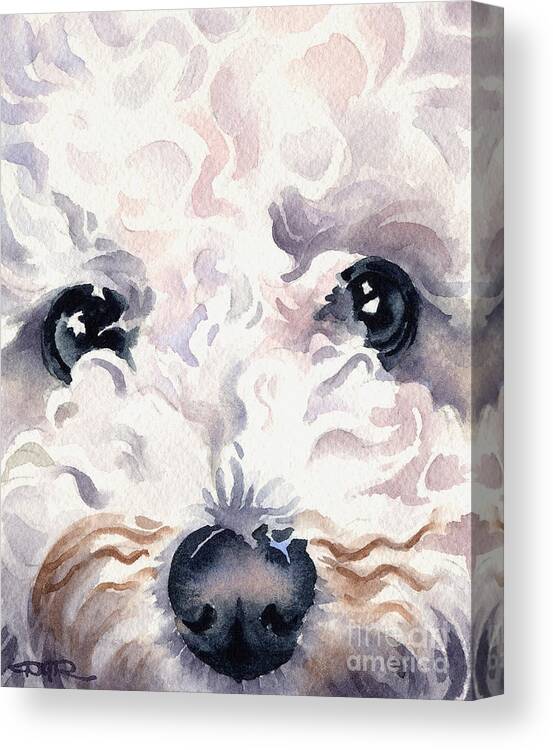 Bichon Canvas Print featuring the painting Bichon Frise #1 by David Rogers