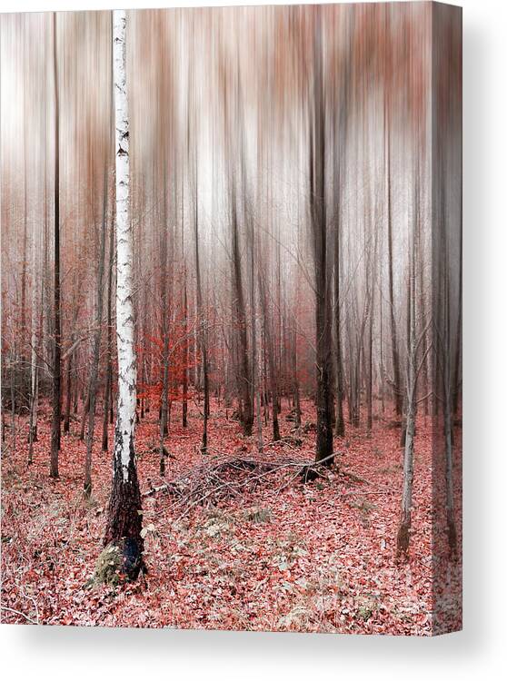 Abstract Canvas Print featuring the photograph Birchforest In Fall #2 by Hannes Cmarits