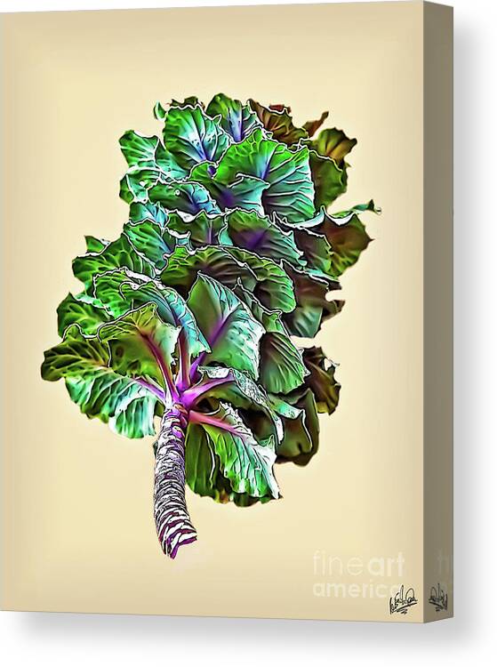  Canvas Print featuring the photograph Decorative Cabbage #1 by Walt Foegelle