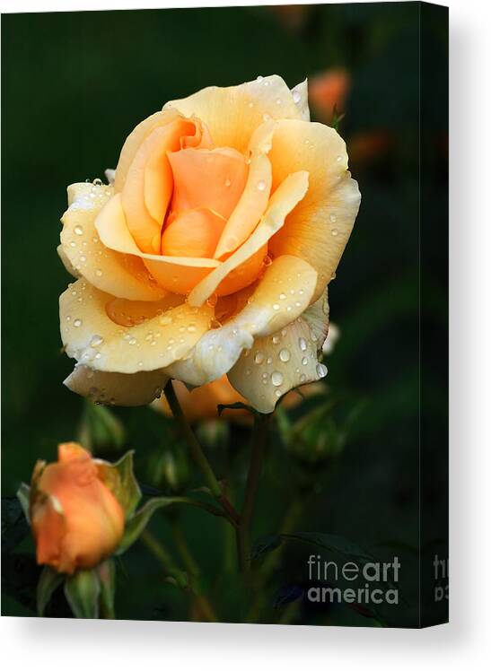 Rose Canvas Print featuring the photograph Glowing Rose #1 by Edward Sobuta