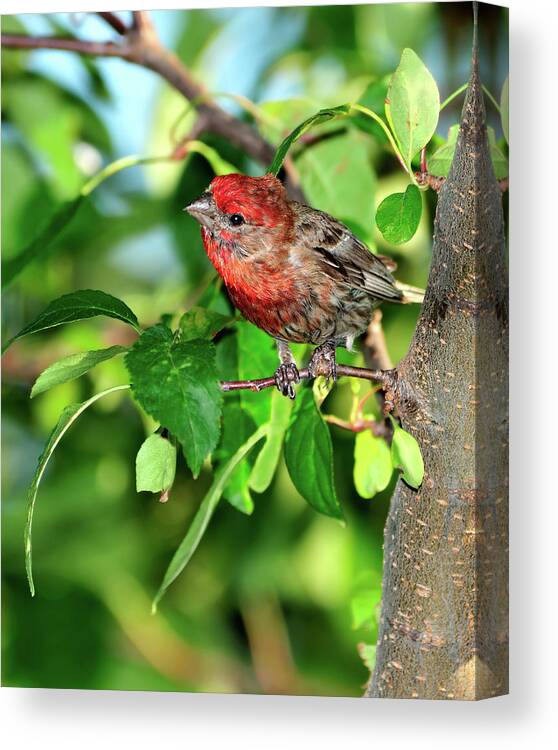 Finch Canvas Print featuring the photograph Inquisitive #1 by Betty LaRue