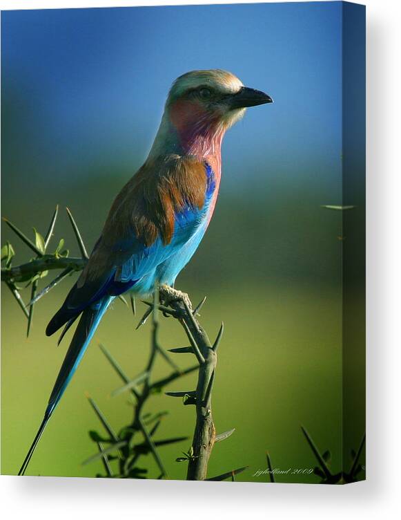 Bird Canvas Print featuring the photograph Lilac Breasted Roller #1 by Joseph G Holland