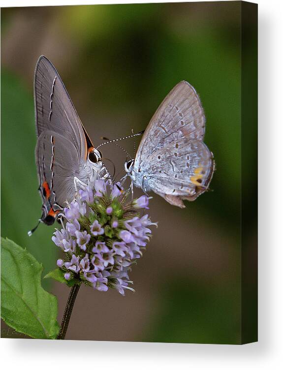 Butterfly Canvas Print featuring the photograph Lunch Date #1 by Lee Alloway