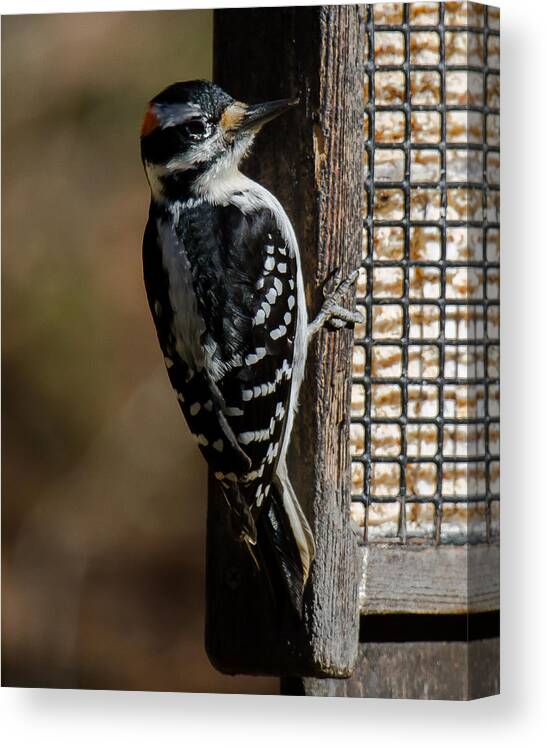 Hairy Woodpecker Canvas Print featuring the photograph Male Hairy Woodpecker #1 by Robert L Jackson
