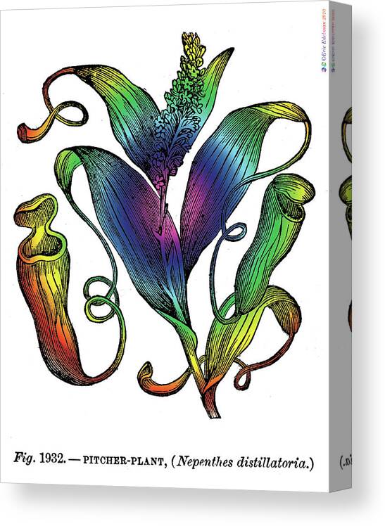 Pitcher Plant Canvas Print featuring the digital art Pitcher Plant #1 by Eric Edelman