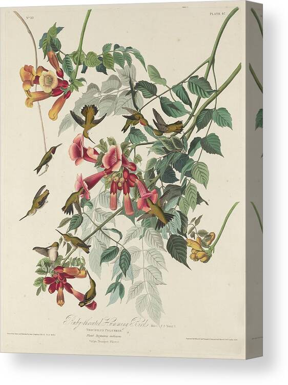 Audubon Canvas Print featuring the drawing Ruby-Throated Hummingbird #1 by Dreyer Wildlife Print Collections 