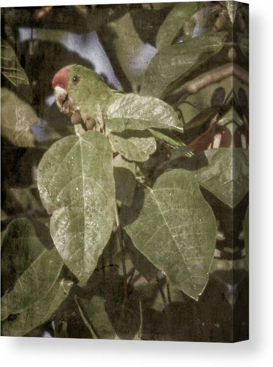 Bird Canvas Print featuring the photograph Scarlet-Fronted Parakeet Palacio del Barbas Filandia Colombia by Adam Rainoff