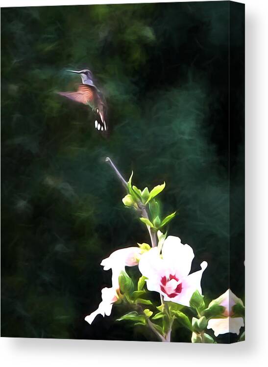 Hummingbird Canvas Print featuring the photograph Hummingbird #19 by John Freidenberg