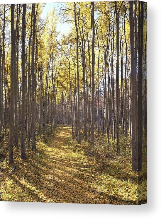 1m3910v Canvas Print featuring the photograph 1M3910-V Path in Forest by Ed Cooper Photography