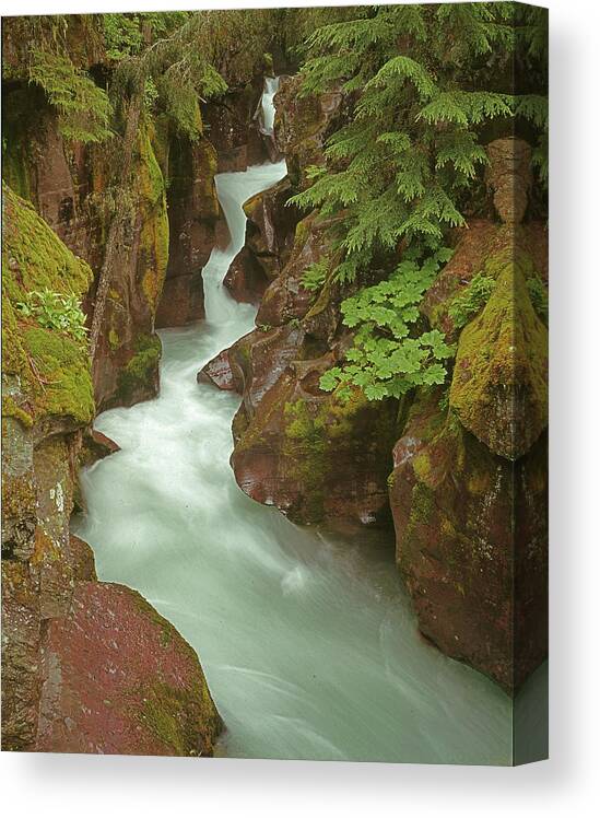 1m8115 Canvas Print featuring the photograph 1M8115 Avalanche Gorge MT by Ed Cooper Photography