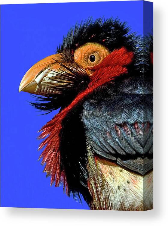 African Bearded Barbet Canvas Print featuring the photograph African Bearded Barbet #2 by Larry Linton