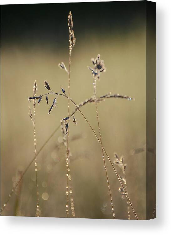 Dew On Meadow Grass Canvas Print featuring the photograph Glisten #2 by Fraida Gutovich