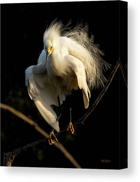 Snowy Egret Canvas Print featuring the photograph Snowy Beauty #2 by Judi Dressler