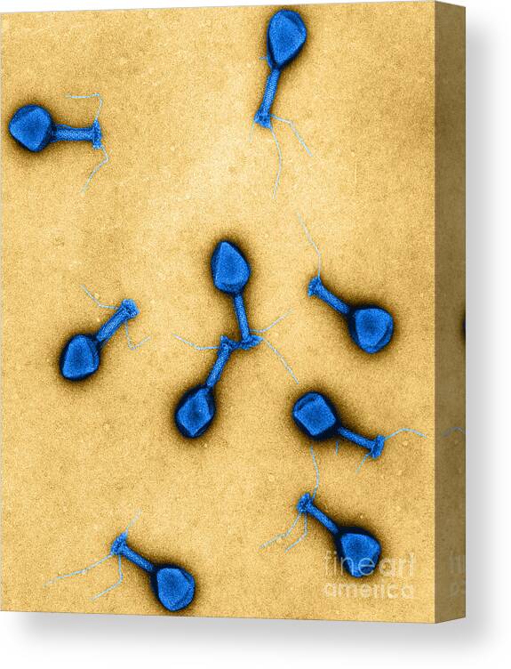 Science Canvas Print featuring the photograph T4 Bacteriophages, Tem #2 by Lee D. Simon