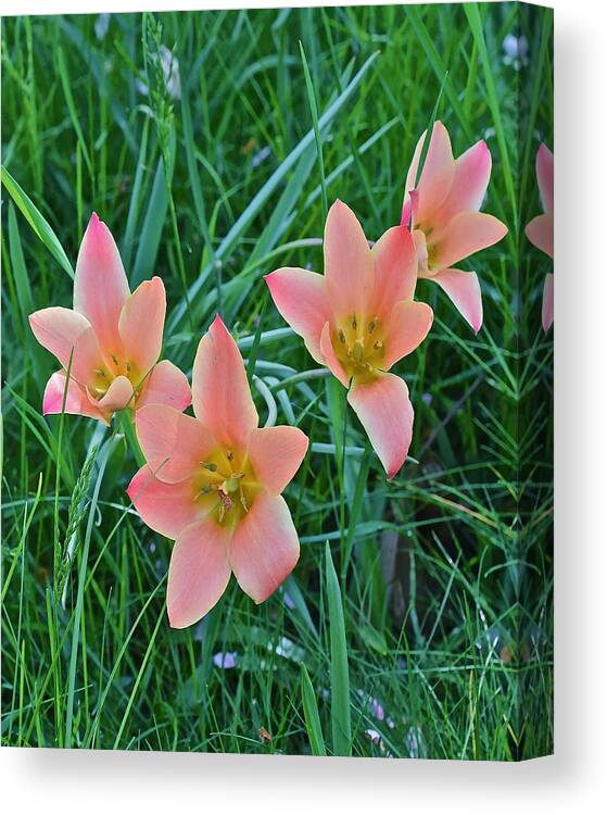 Tulips Canvas Print featuring the photograph 2015 Spring at the Gardens Meadow Garden Tulips 3 by Janis Senungetuk
