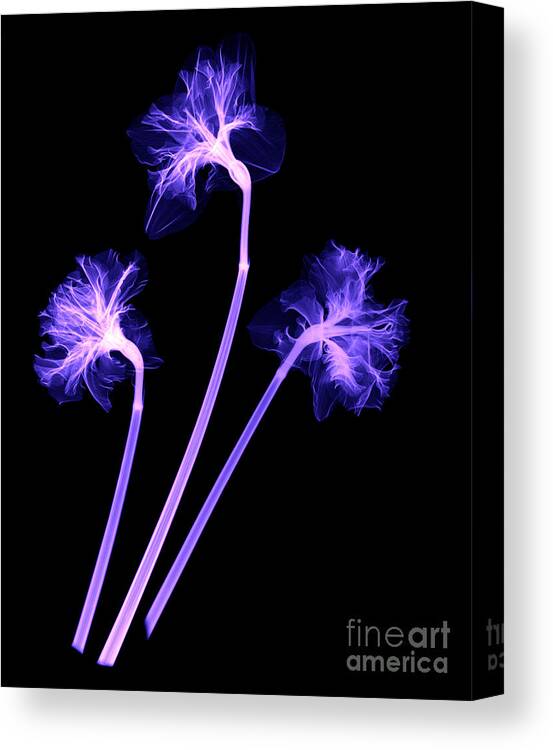 X-ray Canvas Print featuring the photograph Daffodils #3 by Ted Kinsman