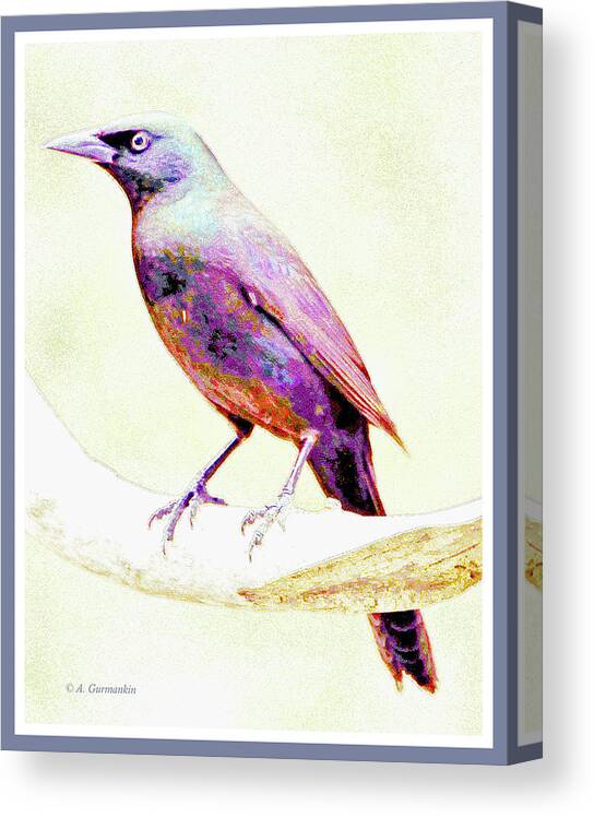 Great-tailed Grackle Canvas Print featuring the photograph Great-tailed Grackle #3 by A Macarthur Gurmankin