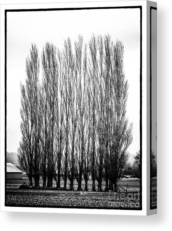 Trees Canvas Print featuring the photograph Untitled #4 by John Greco