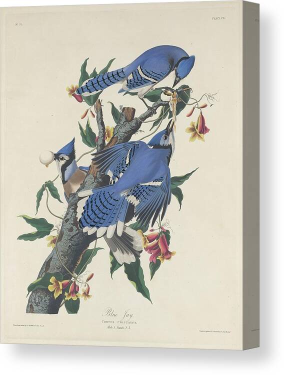 Audubon Canvas Print featuring the drawing Blue Jay #4 by Dreyer Wildlife Print Collections 