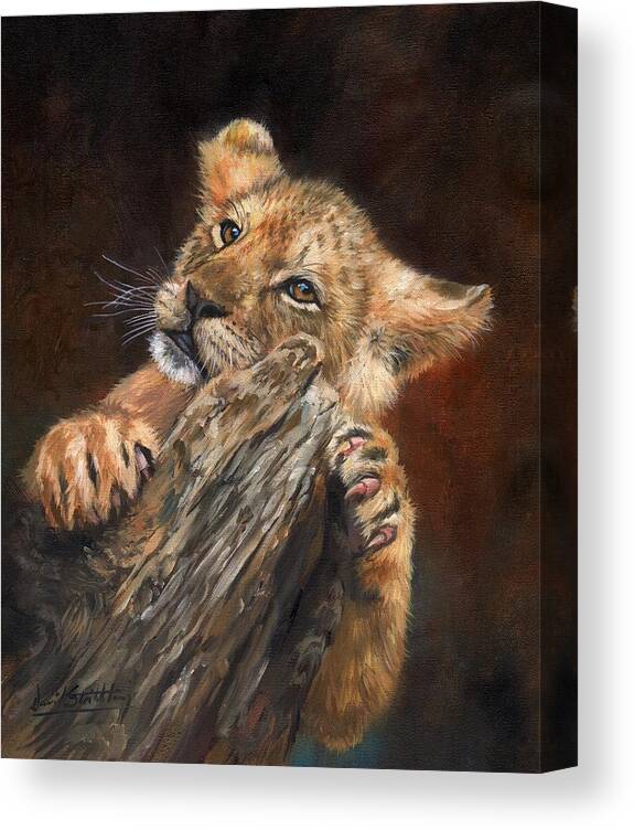 Lion Canvas Print featuring the painting Lion Cub #5 by David Stribbling