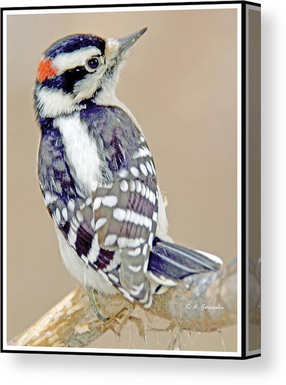 Picoides Pubescens Canvas Print featuring the photograph Downy Woodpecker Male on Tree Limb #6 by A Macarthur Gurmankin