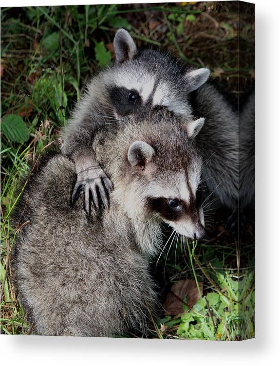 Animals Canvas Print featuring the photograph A Hug and a Secret by Kym Backland