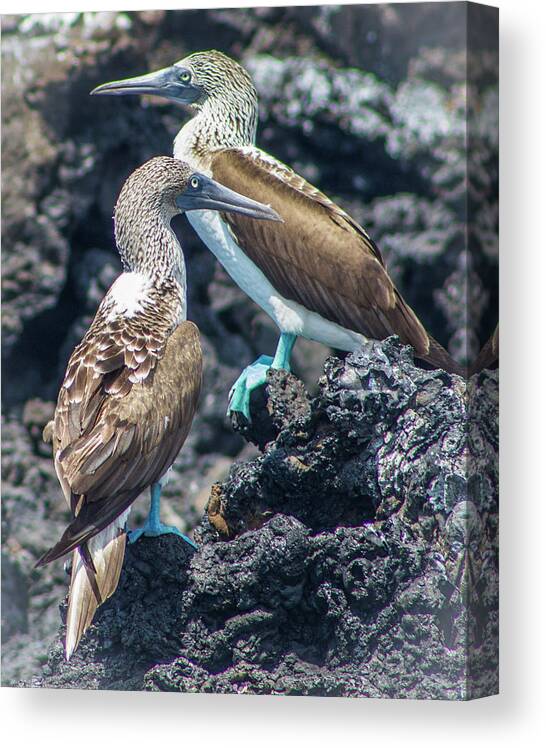 Birds Canvas Print featuring the photograph A Pair of Blue Footed Boobies, Galapagos by Venetia Featherstone-Witty