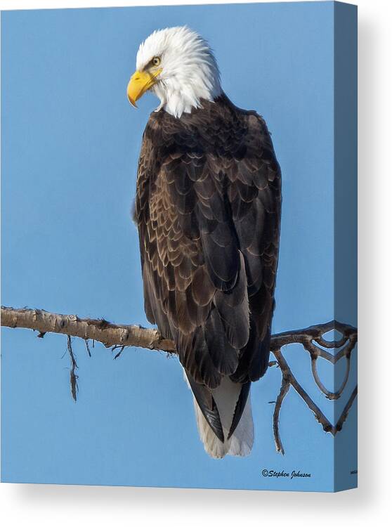 Bald Eagle Canvas Print featuring the photograph Adult Bald Eagle on Branch by Stephen Johnson