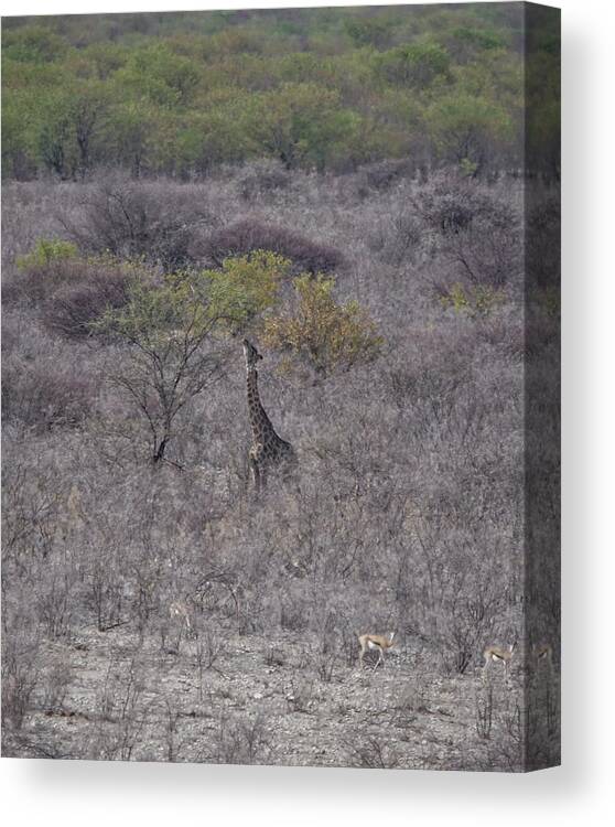 Giraffe Canvas Print featuring the photograph Afternoon Treat by Ernest Echols