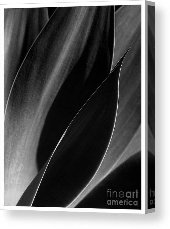 Agave Canvas Print featuring the photograph Agave by Elizabeth McPhee