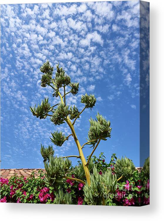 Agave Canvas Print featuring the photograph Agave Sky by Steve Ondrus