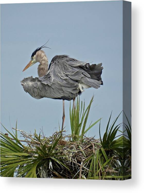 Nest Canvas Print featuring the photograph All Shook Up by Carol Bradley