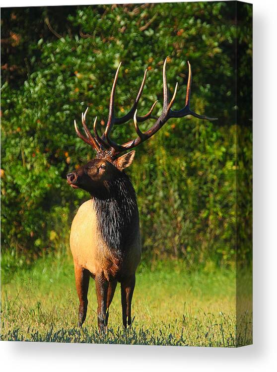 Bull Elk Canvas Print featuring the photograph Alpha Bull Elk in Boxley Valley by Michael Dougherty