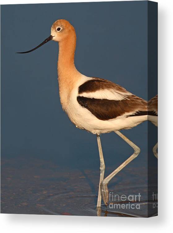 Avocet Canvas Print featuring the photograph American Avocet Standing Tall by Max Allen