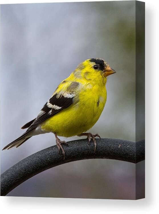 Goldfinch Canvas Print featuring the photograph American Goldfinch by Brian Caldwell