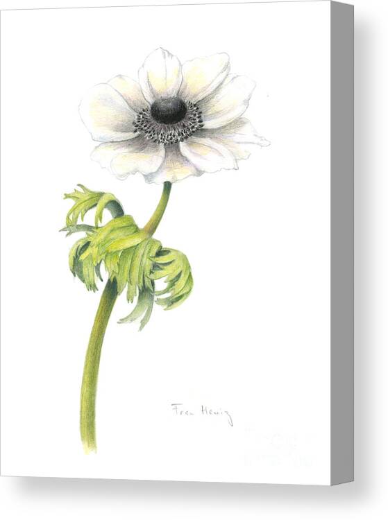 Botanical Art Canvas Print featuring the painting Anemone by Fran Henig