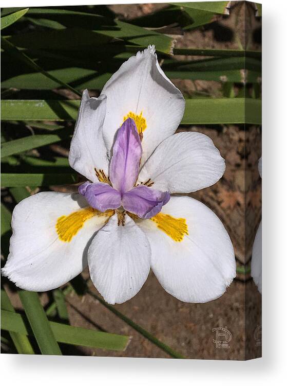 Another Lily Canvas Print featuring the photograph Another Lily by Daniel Hebard