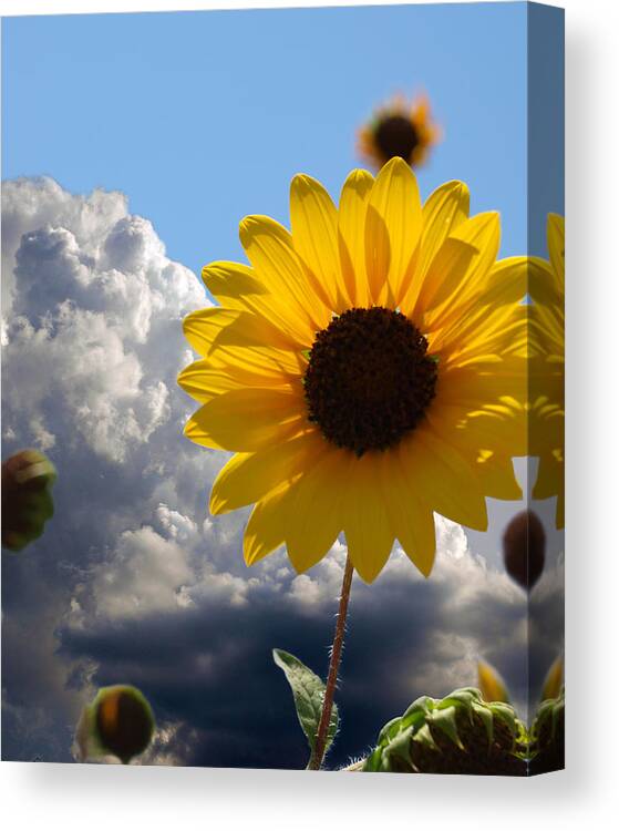 Floral Canvas Print featuring the photograph Answer Coming by James Granberry