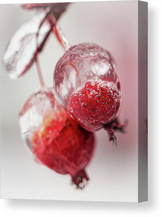 Awakening Canvas Print featuring the photograph April Ice Storm Apples by Jakub Sisak