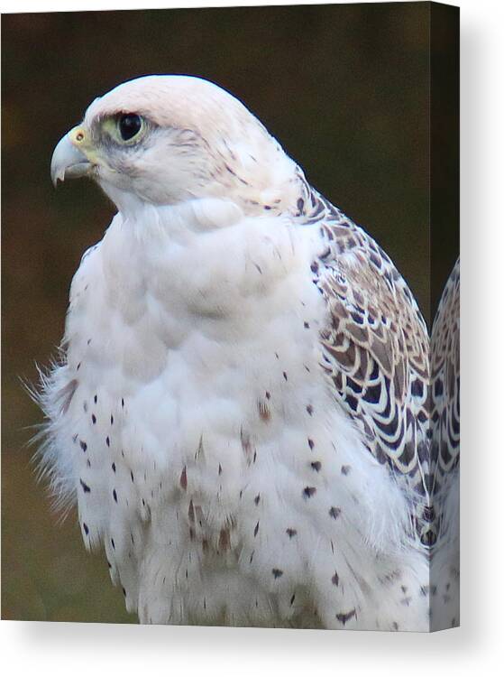 Wildlife Canvas Print featuring the photograph Arctic Falcon in Profile by William Selander