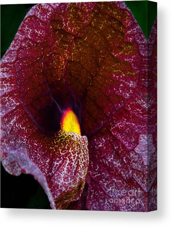 Aristolochia Elegance Canvas Print featuring the photograph Aristolochia Elegans by Viktor Savchenko