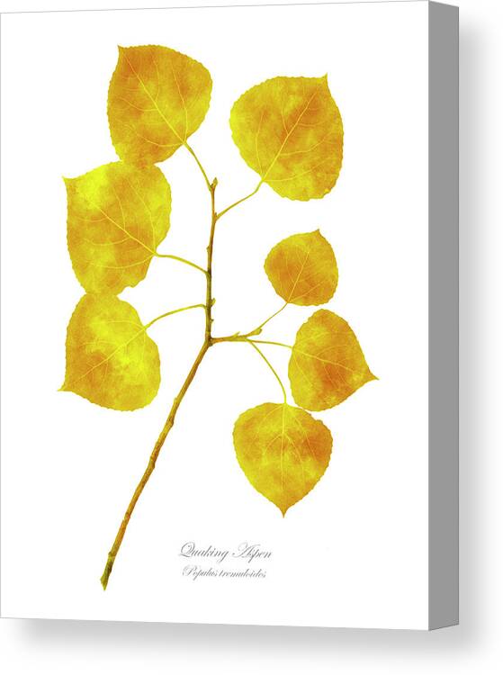 Aspen Tree Canvas Print featuring the photograph Aspen Tree Leaf Art by Christina Rollo