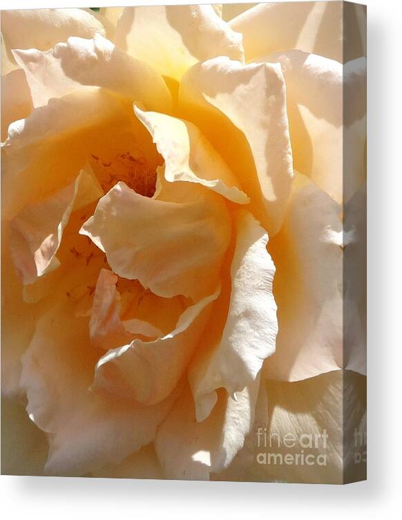 Rose Canvas Print featuring the photograph August Rose 1 by Fred Wilson