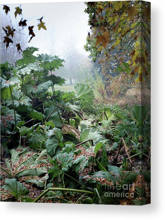 Autumn Canvas Print featuring the photograph Autumn Mist, Great Dixter Garden by Perry Rodriguez