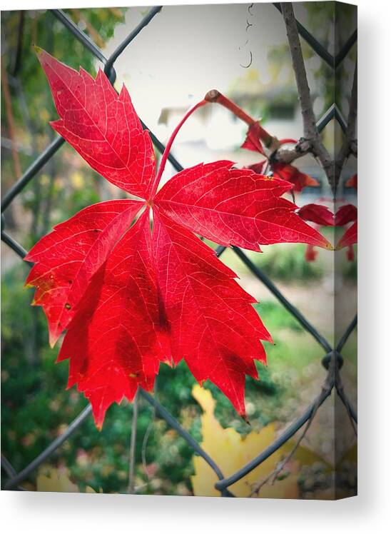 Autumn Canvas Print featuring the photograph Autumn Red by Brad Hodges