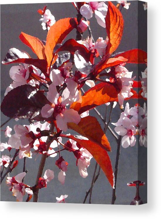 Floral Canvas Print featuring the painting Backlit Pink Tree Blossoms by Amy Vangsgard