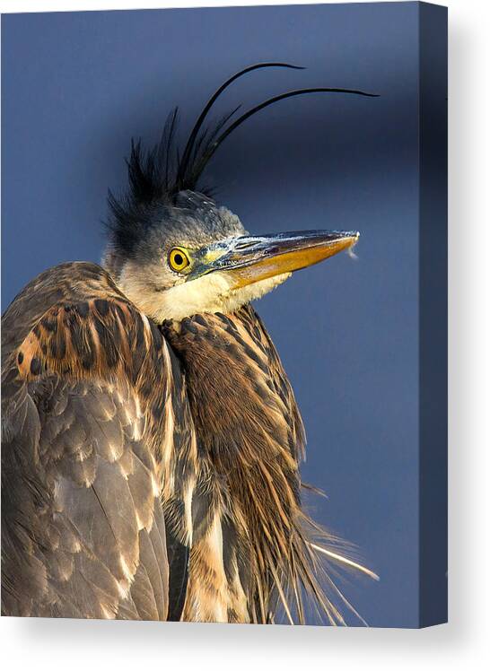 Great Blue Heron Canvas Print featuring the photograph Bad Hair Day by Carl Olsen