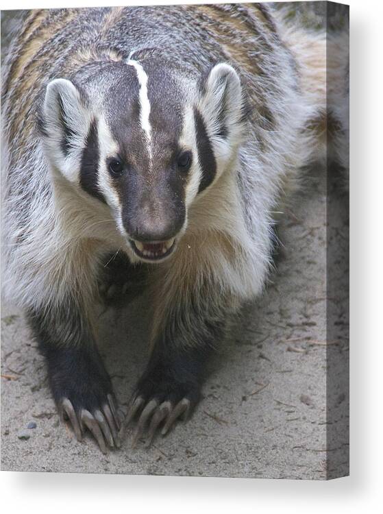 Photography Canvas Print featuring the photograph Badgered Badger by Sean Griffin