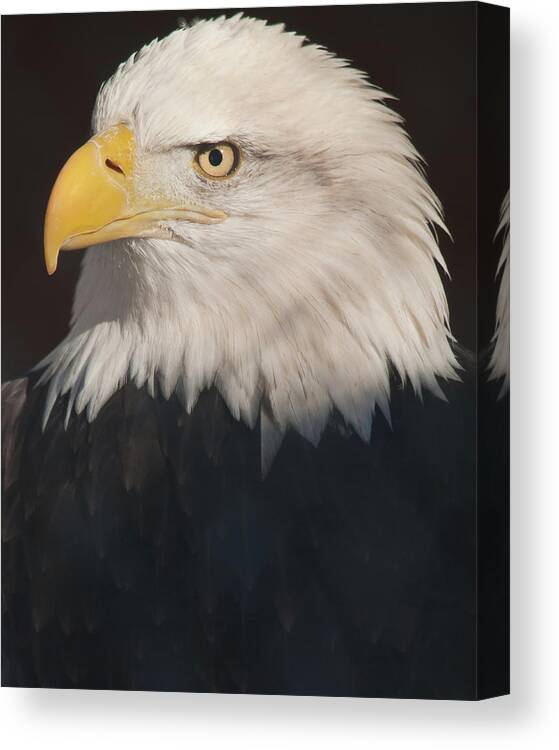 Bald Eagle Canvas Print featuring the photograph Bald Eagle Portrait by Harry Strharsky